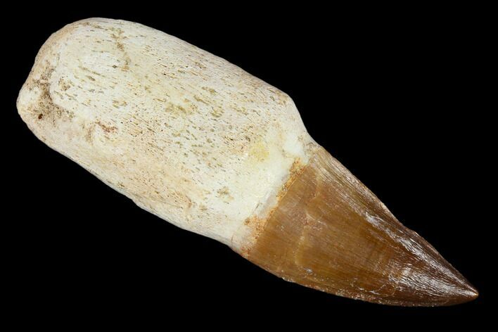 Fossil Rooted Mosasaur (Prognathodon) Tooth - Morocco #116878